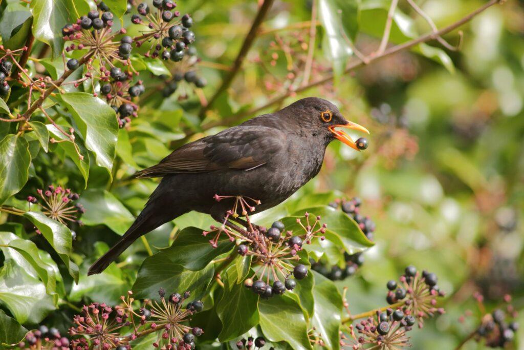 Ein Vogel mit einer Beere im Schnabel