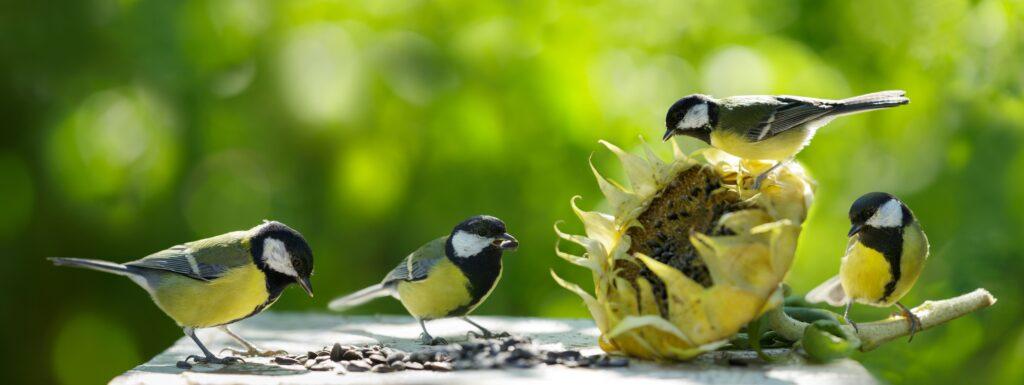 Drei Vögel, die Sonnenblumenkerne aus einer Sonnenblume fressen