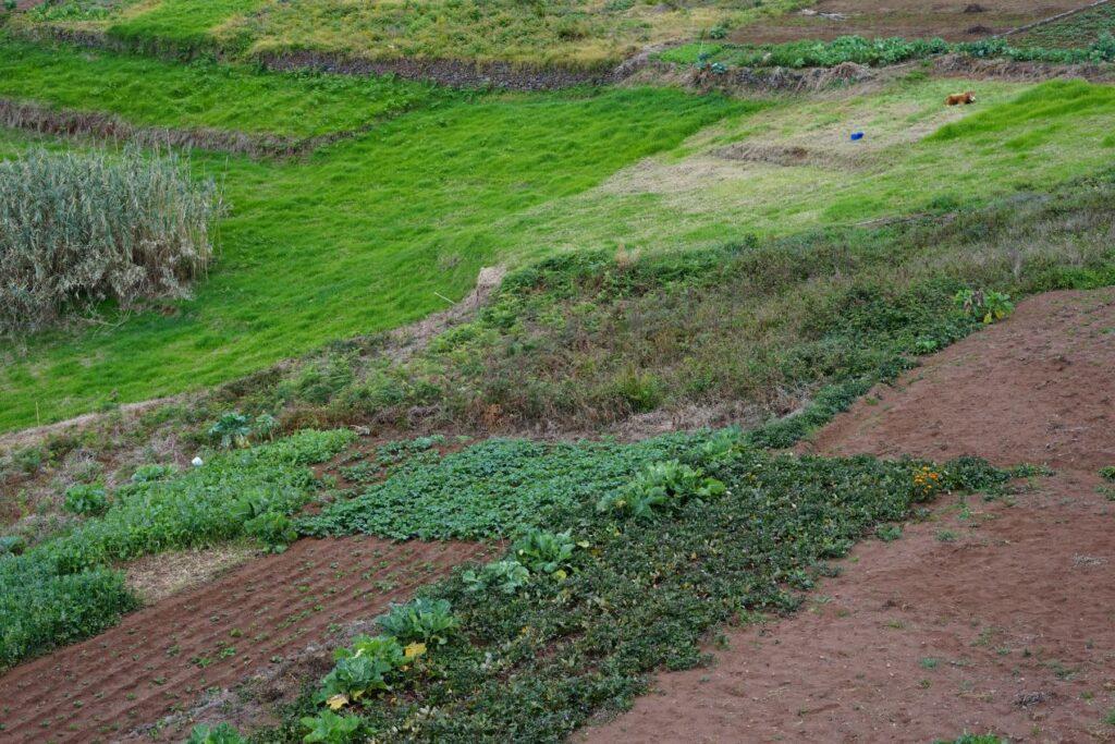 Terrassiertes Hanggelände mit dichter Vegetation – typisches Einsatzfeld für Böschungsmulcher Traktor in der steilen Landschaftspflege