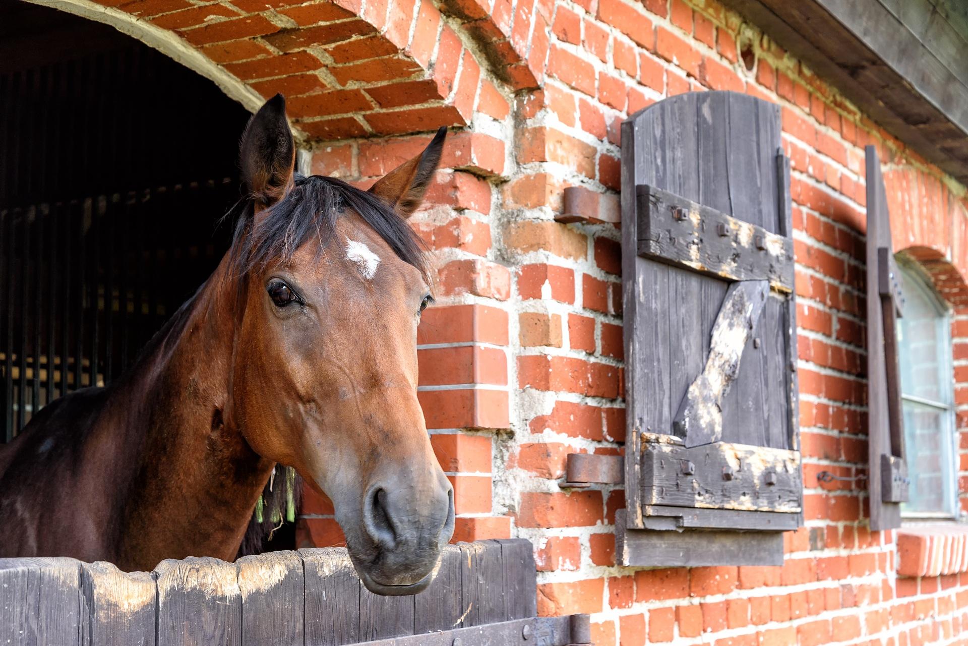Pferd schaut aus offenem Stallfenster | Heunetze